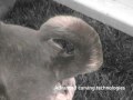 Ring Around the Dog! Ring Around the Dog!