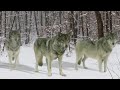 Actress and activist Ashley Judd lends her voice to a new video from Defenders of Wildlife calling on President Obama to take action to stop Idaho's deadly wolf hunt.