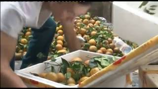 Tiếp tục bắt giữ, tiêu hủy hơn 1,3 tấn hoa quả nhập lậu từ Trung Quốc