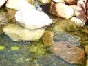 Recirculating bio retention pond water feature.