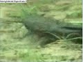 Catfish walking on land!
