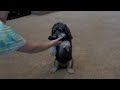 ULTIMATE DOG TRICKS BY JASMINE! Ultimate Dog Tease - YouTube