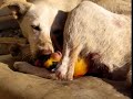 Birth of the little puppies