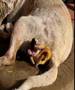 Birth of the little puppies Mahallemizin maskotu do�um yapt� . Bu m�thi� dakikalar� izlemek �ans� bulduk ve sizinle payla�mak istedik , umar�z bu k���k bebeciklerin �anslar� a��k olur .