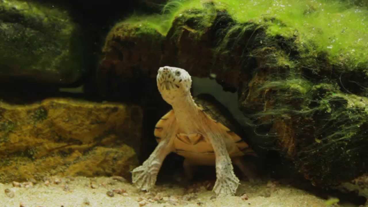 Razorback Musk turtles, in HD