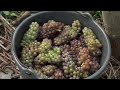 Mosel Wine harvest in Germany: German Riesling in Moselle Valley - Weinlese Deutschland