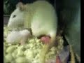 Rats stealing babies Rats stealing babies