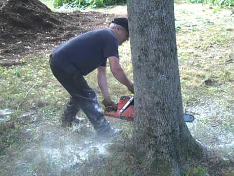 how to replant a lilac tree