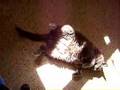 Cyrrhus-the-fat-cat-