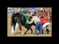 Famous Racehorses