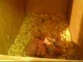 Budgie parents looking after chicks in nest box
