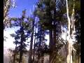 Mt. Charleston 09 October 2008 #3