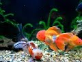 oranda-goldfish-in-action.html