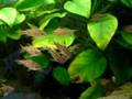 Corydoras C126