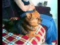 incredible dog sing incredible dog sing