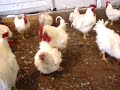 Macho CÓPULA INCOMPLETA unifia Biologia