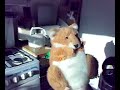 Foxy Loxy Foxy Loxy