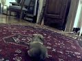 Gaspard � l\