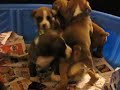 5 week old boxer puppies playing