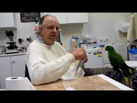 how to care for eclectus parrot