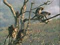 coitus-interruptus.html