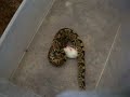 python devours mouse