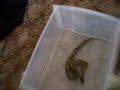 python devours mouse