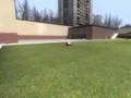 Source Recorder test