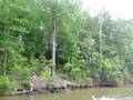 Lake Wedowee Tree Swing