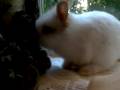 Cute little bunny