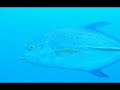 Poya Seychelles Part 2 (The beauty) Poya Seychelles Part 2 (The beauty)