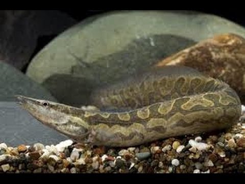 how to care for a pet eel