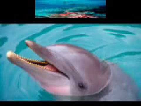 Imagen de previsualización de YouTube