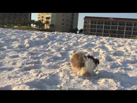 Bella is so sweet and loves to follow me up and down the beach