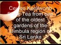 Black Tea Black Tea