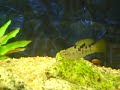 Xiphophorus birchmanni 