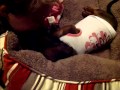 Puppy Love