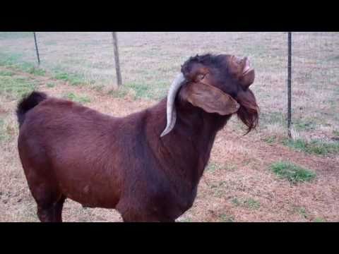 boergoat farming - Recorded on December 30, 2010 using a Flip Video camera. Here is a video of our goats.