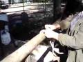 videos de Horse Tying Safety Knot