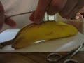 Suture Clinic II Suture Clinic II