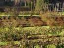 a-look-around-portlands-international-test-rose-garden.html