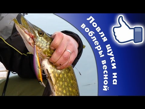 щука на воблер весной видео 2016 щука на воблер весной видео 2016
