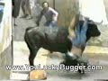 Animal rights activist gets nailed by a bull
