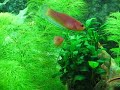 Planted Aquarium 20 Gal With Wild Type Betta edithae