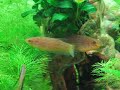 Planted Aquarium 20 Gal With Wild Type Betta edithae