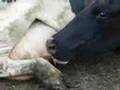 COW DRINKS OWN MILK!! SELFISH COW!