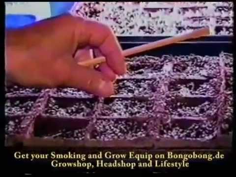 how to grow weed from a seed