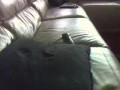 The Snuggle Puss Gandalf