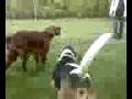 videos de Nie dam pilki (MOV00003.avi)