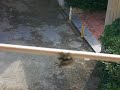 Mosche assatanate di sesso sul balcone del Panzicozzo!! Mosche assatanate di sesso sul balcone del Panzicozzo!!